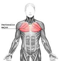 Pectoralis major (Stora bröstmuskeln)